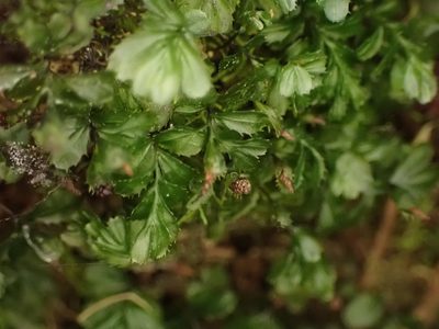 Hymenophyllum minimum, photographed by Leon Perrie