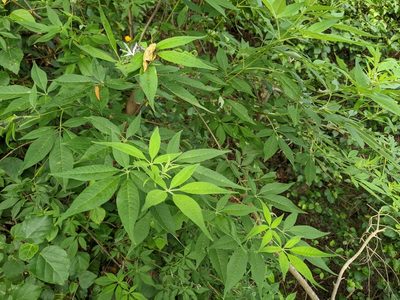 Vitex negundo, photographed by 潘立傑 LICHIEH_PAN
