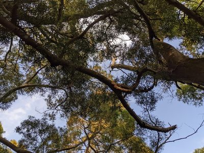Acacia confusa, photographed by 潘立傑 LICHIEH_PAN
