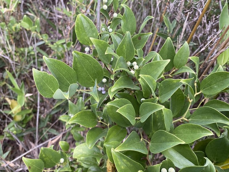 Smilax china, photographed by 古淑玲