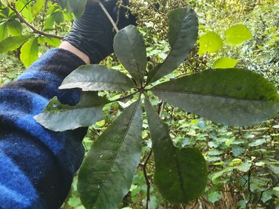 Schefflera digitata, photographed by Jaco Grundling