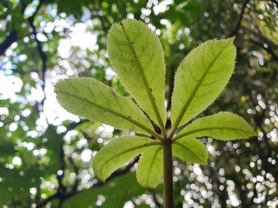 Schefflera digitata, photographed by Jaco Grundling