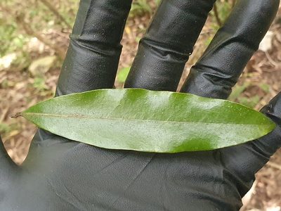 Beilschmiedia tawa, photographed by Jaco Grundling
