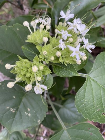 Clerodendrum canescens, photographed by 古淑玲