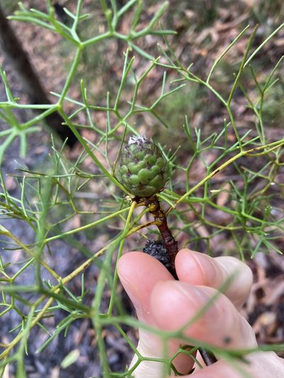Petrophile sessilis, photographed by Thomas Mesaglio