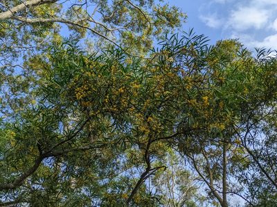 Acacia confusa, photographed by 潘立傑 LICHIEH_PAN