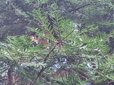 Prumnopitys taxifolia, photographed by Jaco Grundling