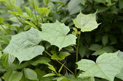 Alangium chinense, photographed by Zinogre