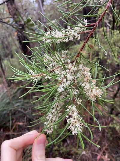 Hakea propinqua, photographed by Thomas Mesaglio