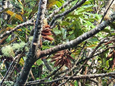 Knightia excelsa, photographed by Jaco Grundling