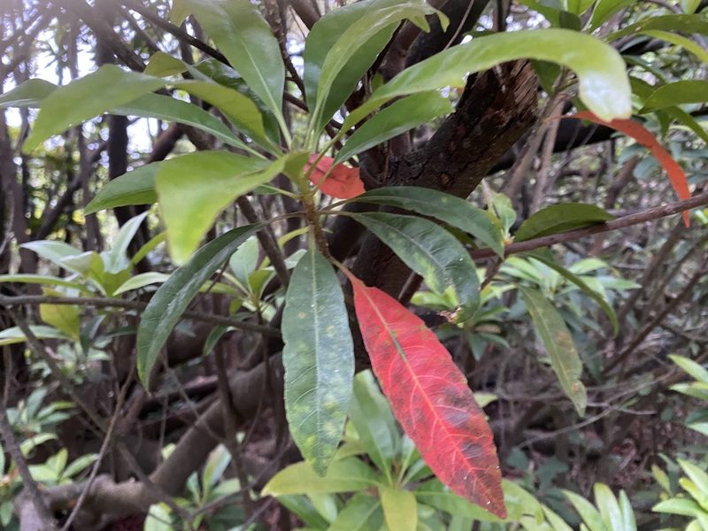 Elaeocarpus decipiens, photographed by 古淑玲