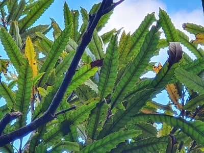 Knightia excelsa, photographed by Jaco Grundling