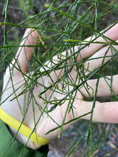 Leptomeria acida, photographed by Thomas Mesaglio