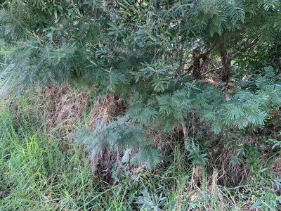 Acacia mearnsii, photographed by Dave Richardson