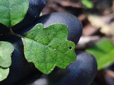 Pennantia corymbosa, photographed by Jaco Grundling