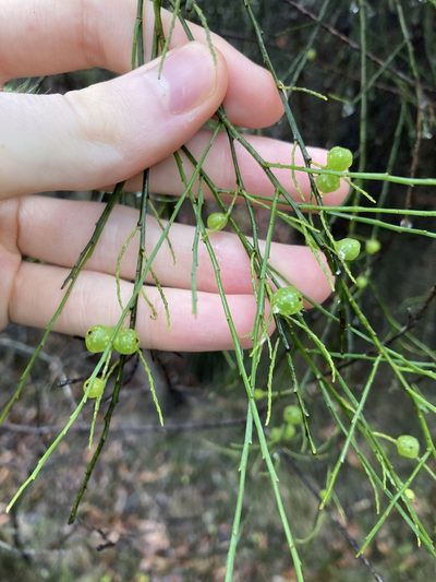 Leptomeria acida, photographed by Thomas Mesaglio