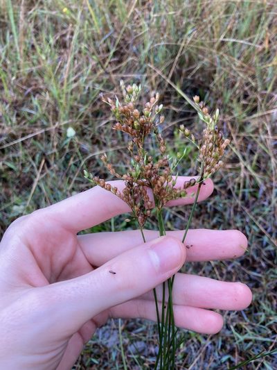 Juncus dichotomus, photographed by Thomas Mesaglio
