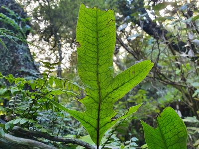 Zealandia pustulata, photographed by Jaco Grundling
