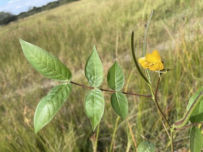 Senna occidentalis, photographed by Robert Taylor