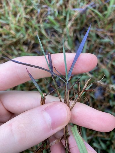 Digitaria didactyla, photographed by Thomas Mesaglio