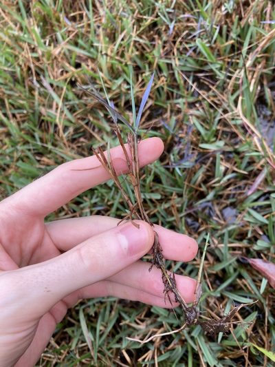 Digitaria didactyla, photographed by Thomas Mesaglio