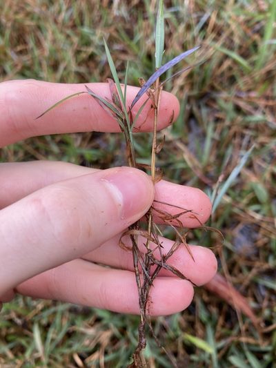 Digitaria didactyla, photographed by Thomas Mesaglio