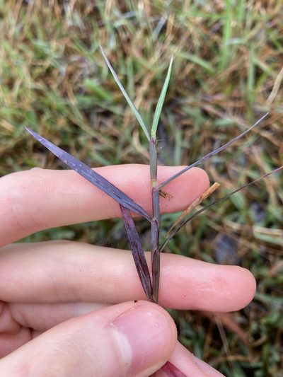Digitaria didactyla, photographed by Thomas Mesaglio
