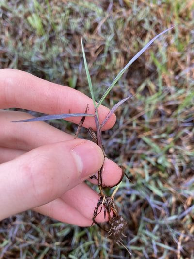 Digitaria didactyla, photographed by Thomas Mesaglio