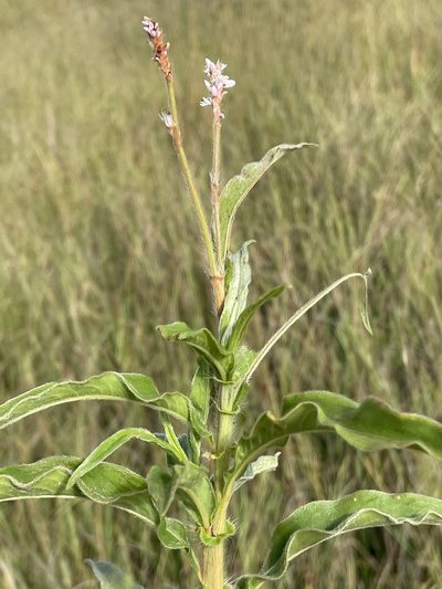 Persicaria limbata, photographed by Robert Taylor