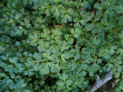 Apium prostratum, photographed by Shaun