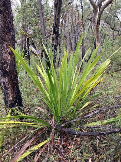 Doryanthes excelsa, photographed by Thomas Mesaglio