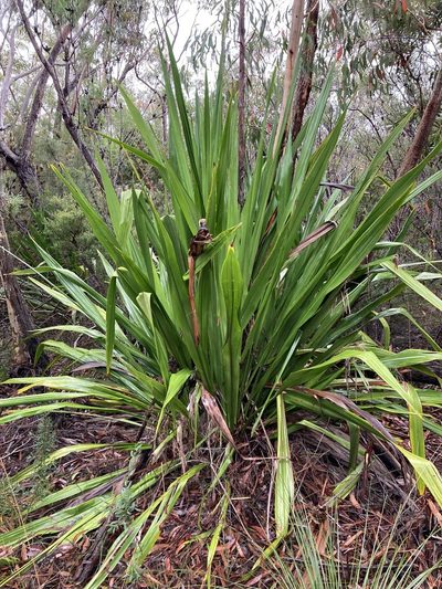Doryanthes excelsa, photographed by Thomas Mesaglio