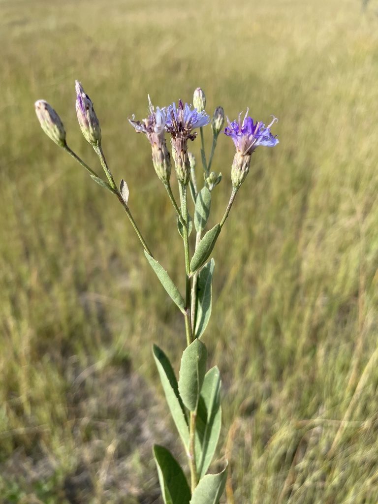 Linzia glabra, photographed by Robert Taylor