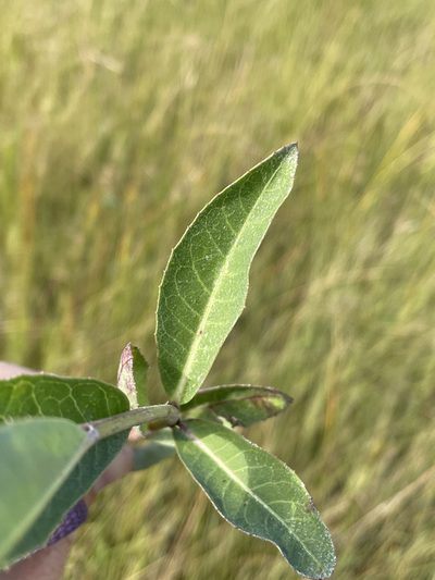 Linzia glabra, photographed by Robert Taylor