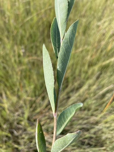 Linzia glabra, photographed by Robert Taylor