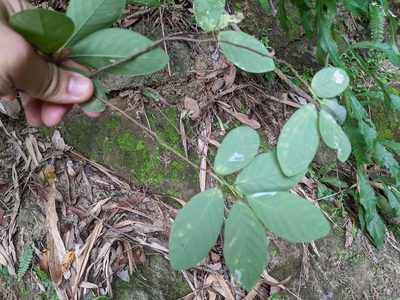Bridelia tomentosa, photographed by 潘立傑 LICHIEH_PAN