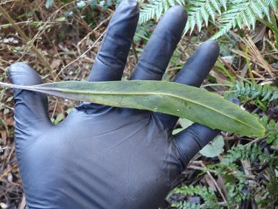 Pseudopanax crassifolius, photographed by Jaco Grundling