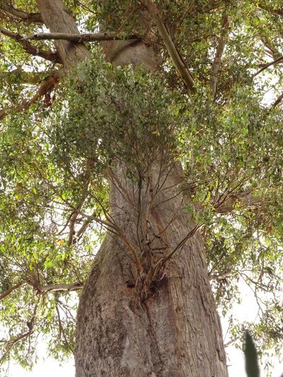 Eucalyptus obliqua, photographed by Yoav Daniel Bar-Ness