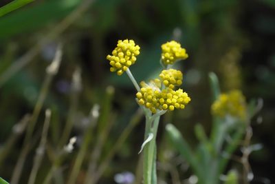Laphangium affine, photographed by WATANABE Hitoshi 渡辺仁