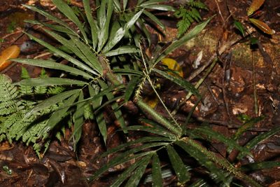 Calamus muelleri, photographed by Greg Tasney