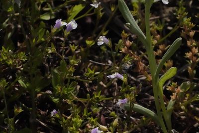 Mazus pumilus, photographed by WATANABE Hitoshi 渡辺仁