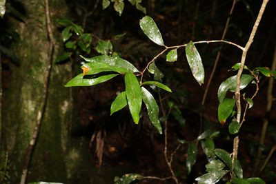 Stenocarpus salignus, photographed by Greg Tasney