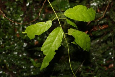 Carronia multisepalea, photographed by Greg Tasney