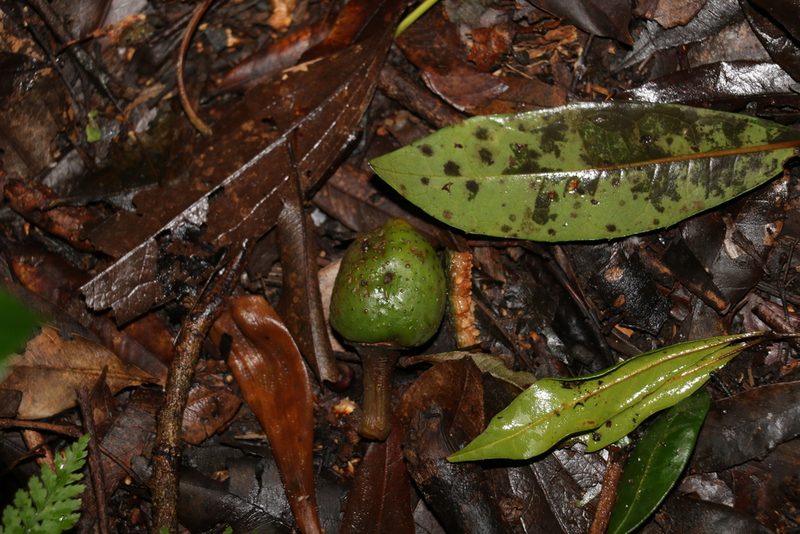 Ficus watkinsiana, photographed by Greg Tasney