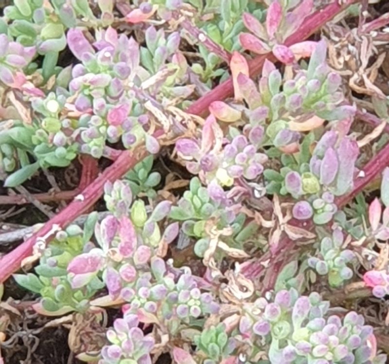 Threlkeldia diffusa, photographed by Rosalie Lawrence