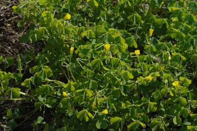 Oxalis dillenii, photographed by WATANABE Hitoshi 渡辺仁
