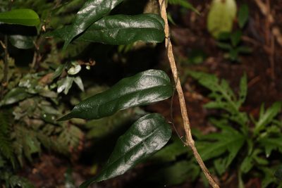 Aristolochia laheyana, photographed by Greg Tasney