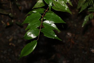 Decaspermum humile, photographed by Greg Tasney