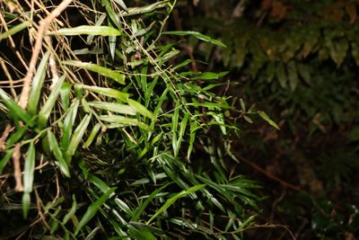 Pothos longipes, photographed by Greg Tasney
