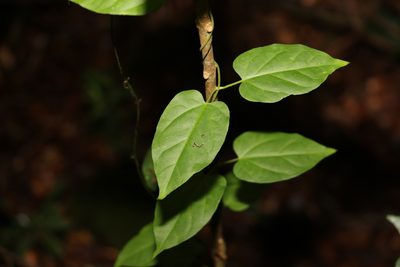 Vincetoxicum paniculatum, photographed by Greg Tasney